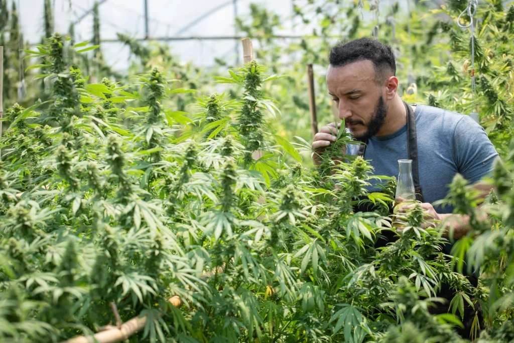 California cannabis business with criminal record